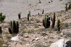 07 Cactus Next To Highway 52 On The Drive From Purmamarca To Salinas Grandes.jpg
